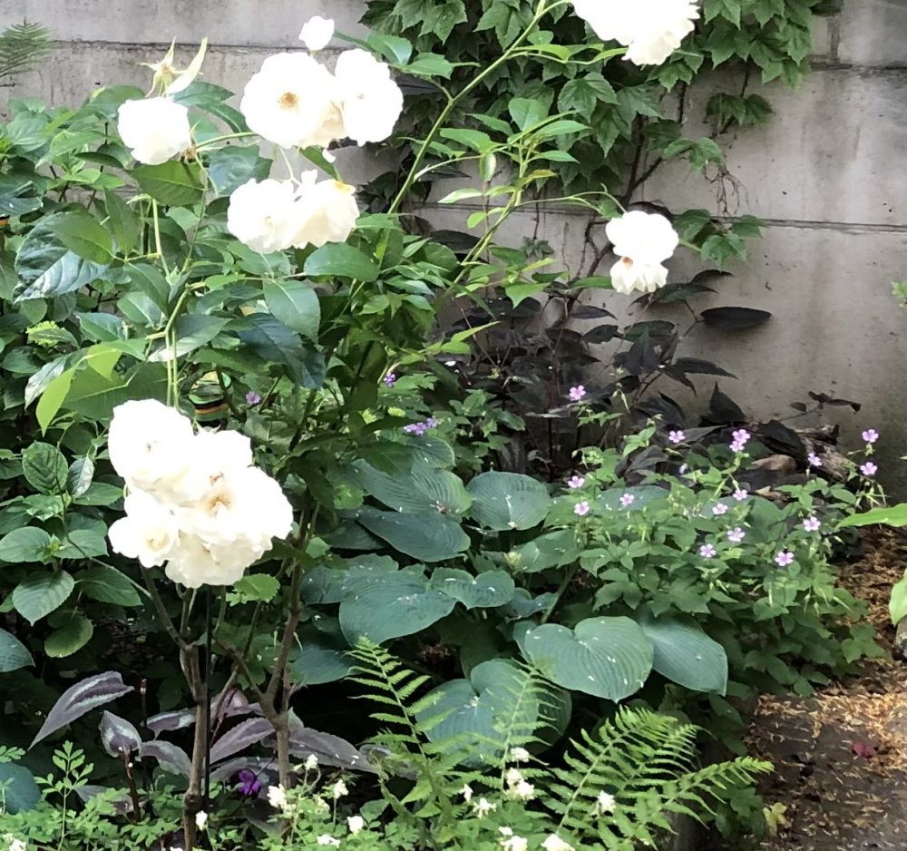 Garten Sonntag Grabpflege