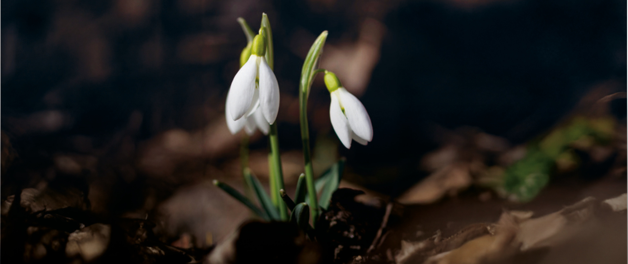 Erinnerungen wachsen lassen.